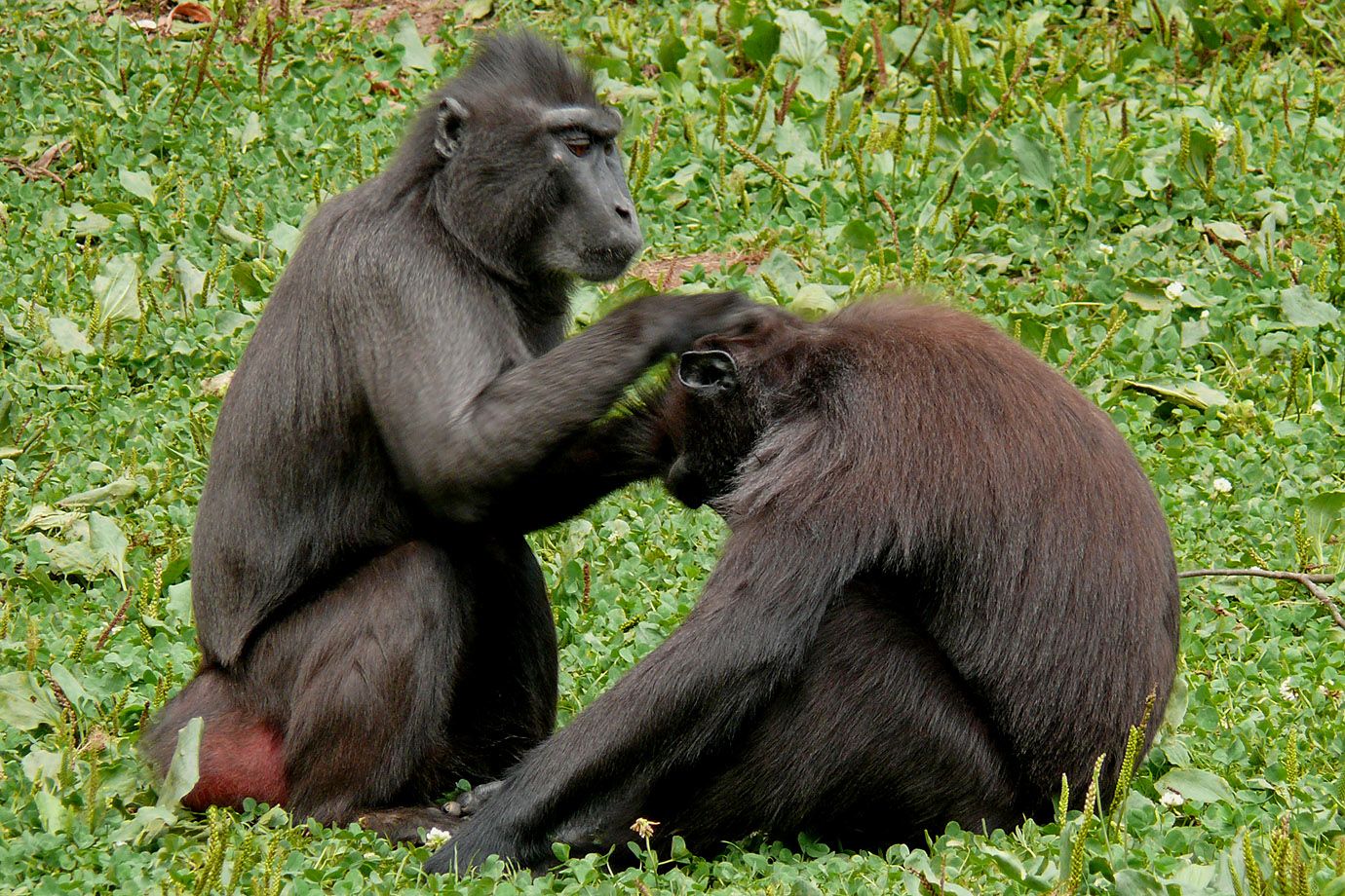 Schopfmakaken (Macaca nigra) Männchen lässt sich vom Weibchen lausen