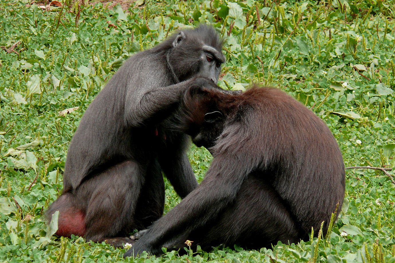 Schopfmakaken (Macaca nigra) Weibchen beim Lausen des Männchens