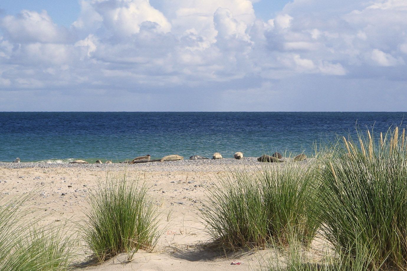 Seehund (Phoca vitulina vitulina)