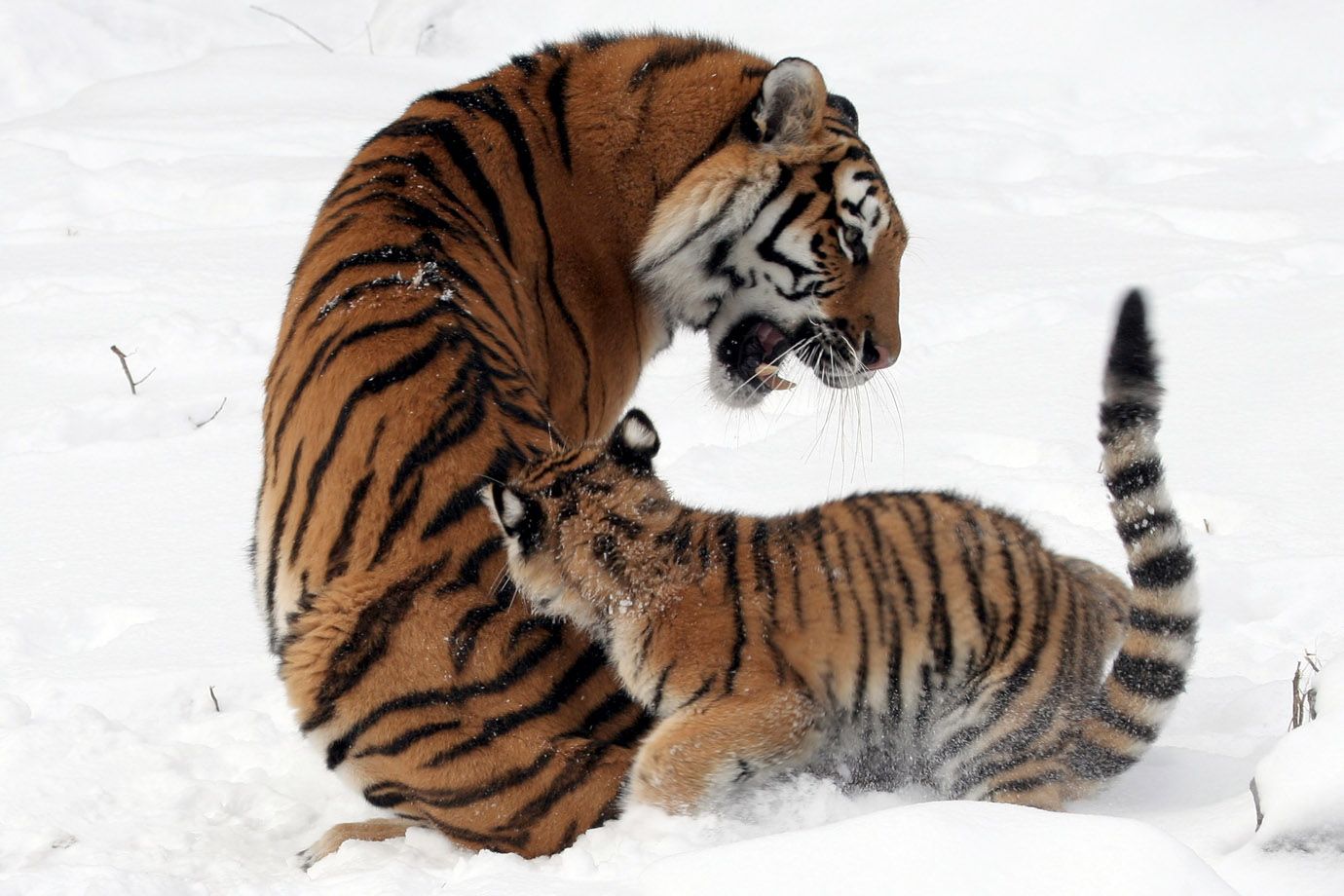 Sibirische Tiger (Panthera tigris altaica) Sibirische Tiger (Panthera tigris altaica)