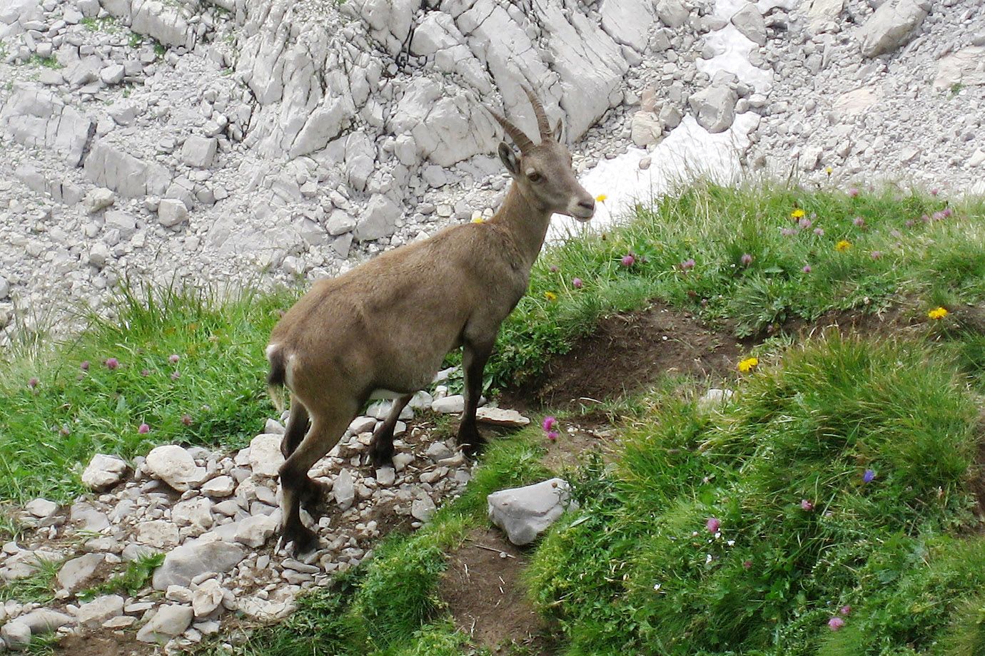 Steingeiß in der schweizer Alpen