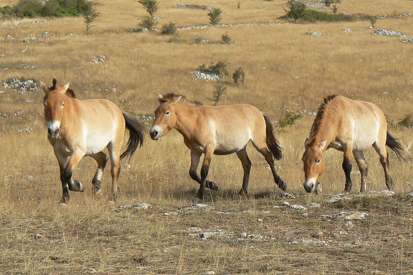 Takhi - Przewalski-Pferd (Equus ferus przewalskii)