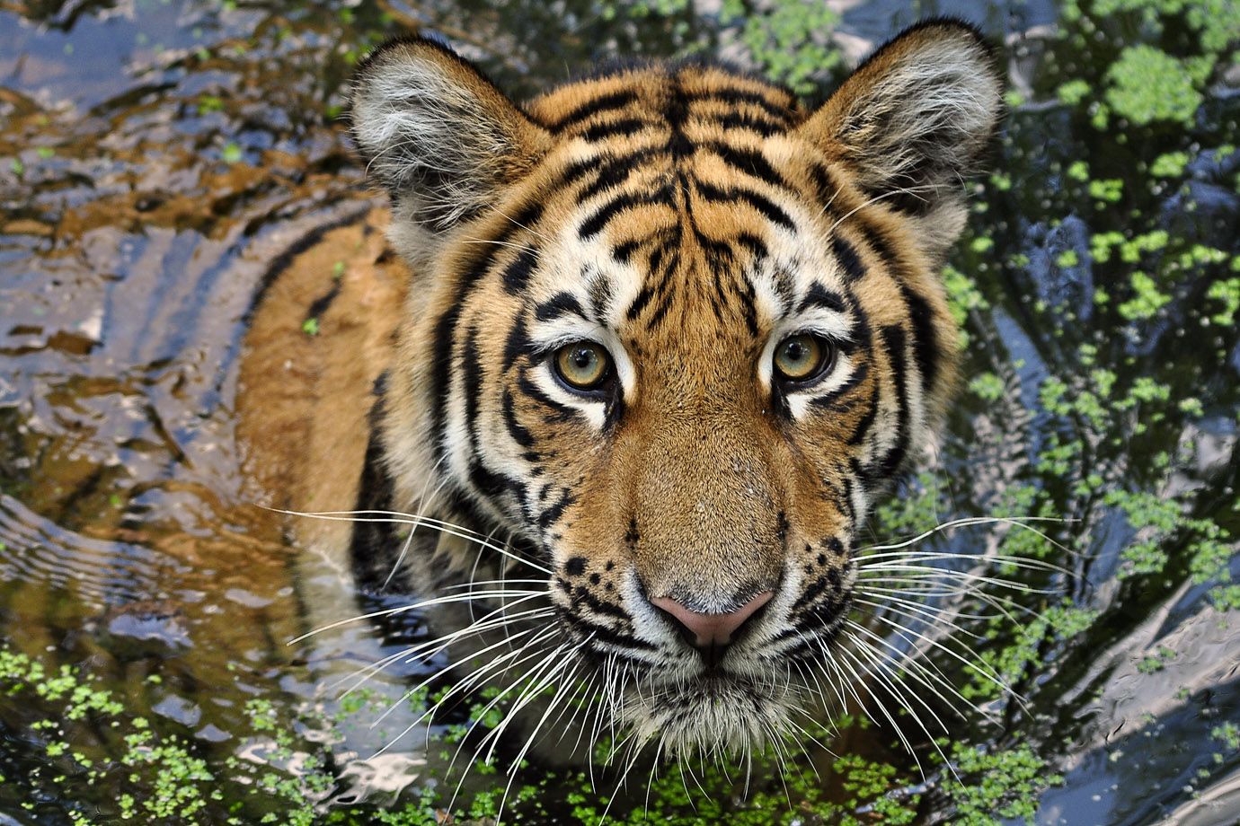 Tiger (Panthera tigris) Tiger (Panthera tigris)