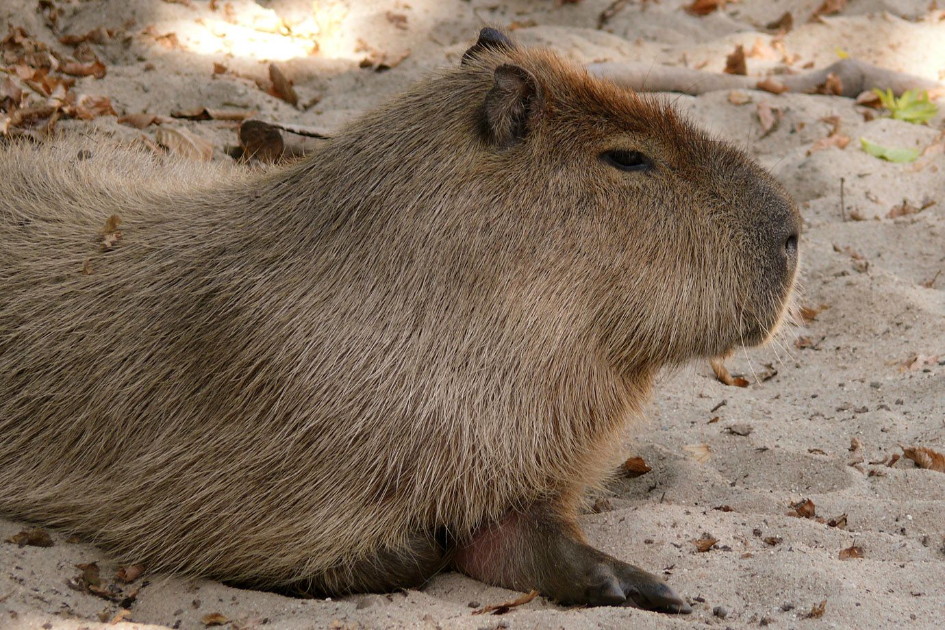 Wasserschwein (Hydrochoerus hydrochaeris) Wasserschwein (Hydrochoerus hydrochaeris)