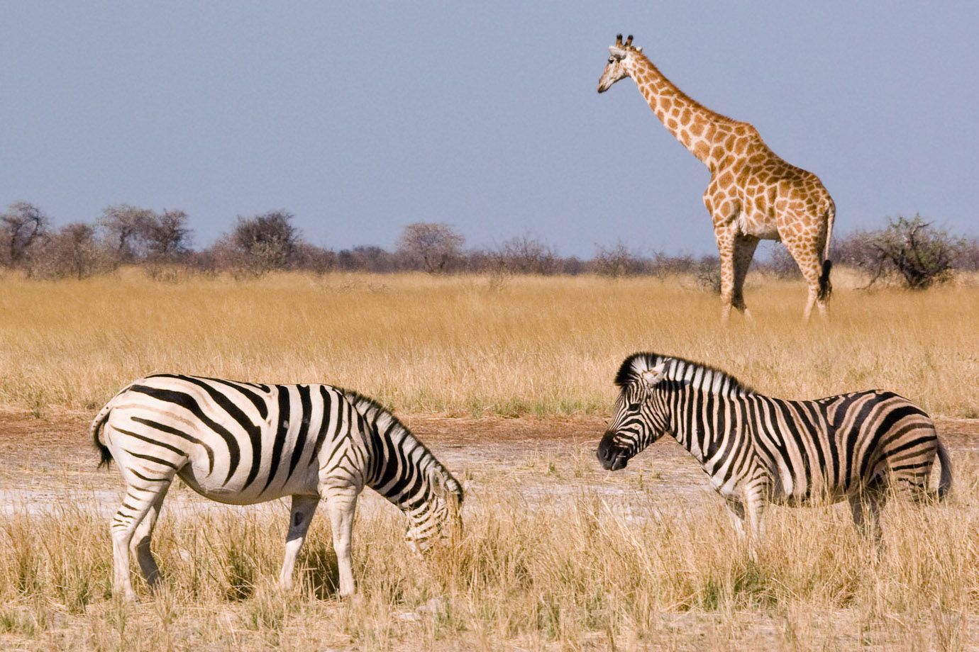 Steppenzebra (Equus quagga) und Giraffe (Giraffa camelopardalis)