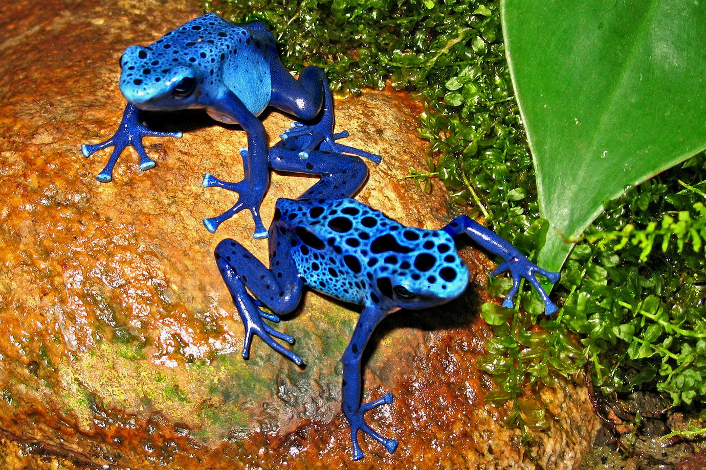 Blaue Baumsteiger (Dendrobates azureus) Blaue Baumsteiger (Dendrobates azureus)