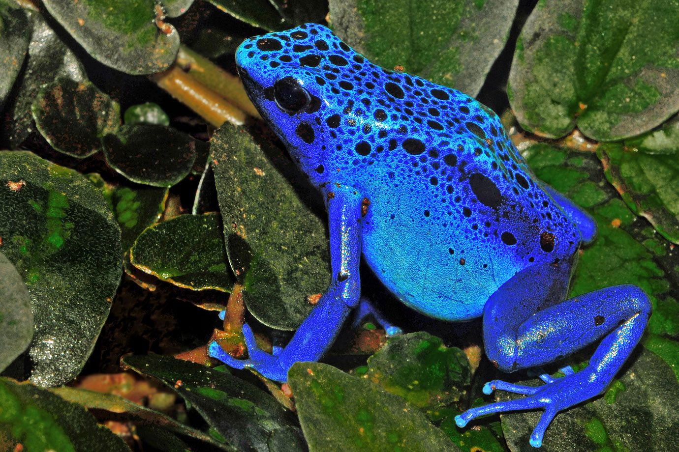 Blauer Baumsteiger (Dendrobates azureus / Dendrobates tinctorius) Blauer Baumsteiger (Dendrobates azureus / Dendrobates tinctorius)