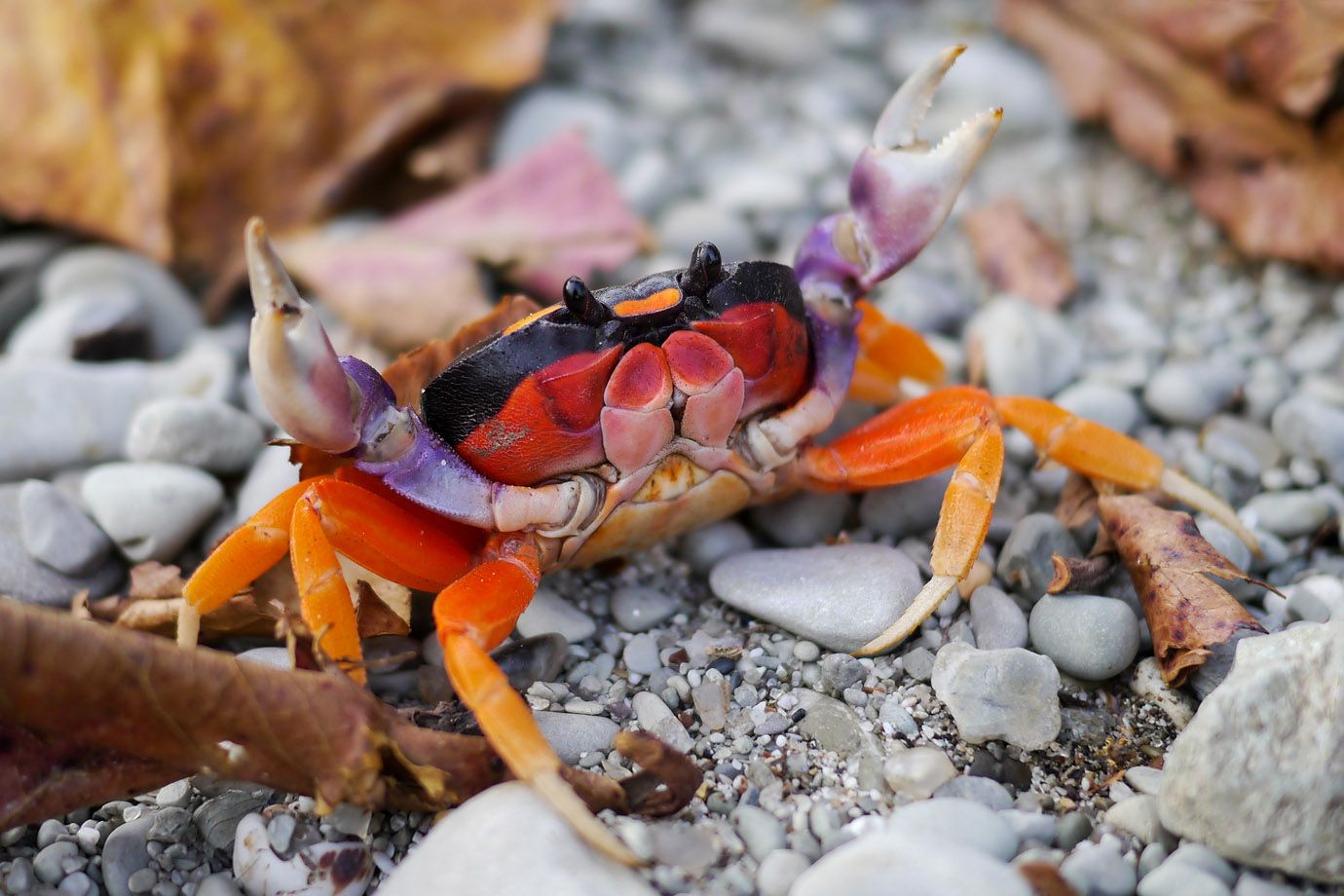 Gecarcinus quadratus - auch: Halloweenkrabbe Gecarcinus quadratus - auch: Halloweenkrabbe
