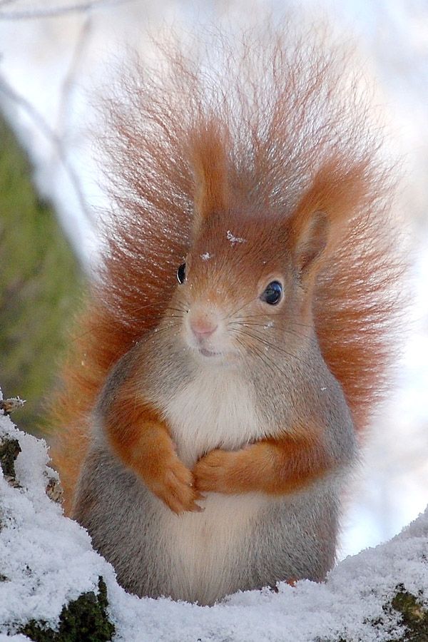 Winterruhe - Eichhörnchen