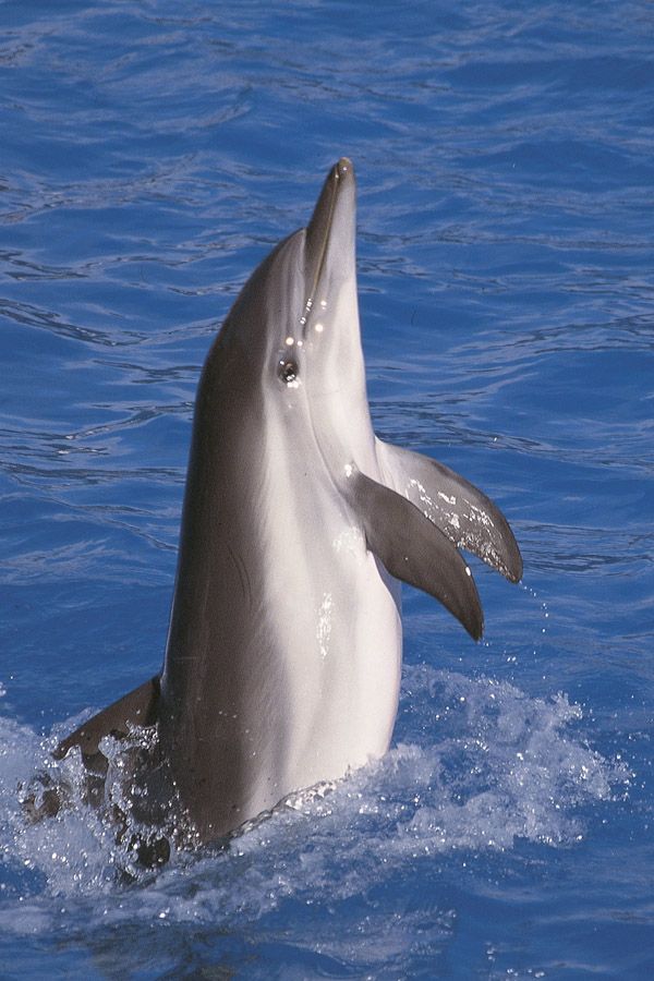 Delphin (Familie: Delphinidae)