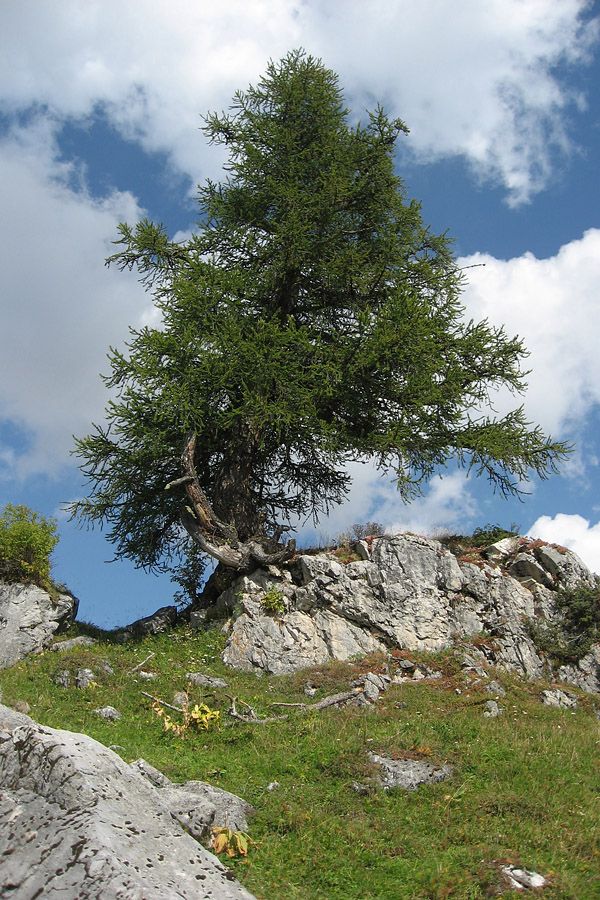 Nadelbaum in den Alpen